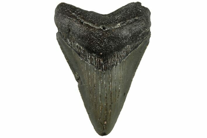 Fossil Megalodon Tooth - North Carolina #200669